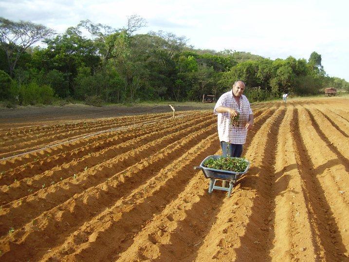 PREPARO DE SOLO Convencional: Aração, gradagem e