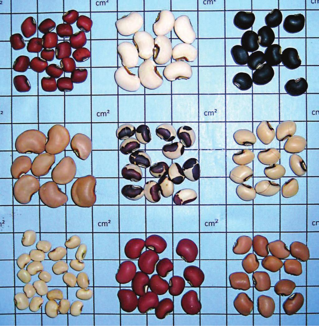 Figura 6.1 Nome das variedades de feijões da espécie Vigna unguiculata (L.) Walp.