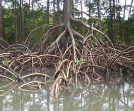raízes que se encontram no solo São raízes que se desenvolvem expostas em meio