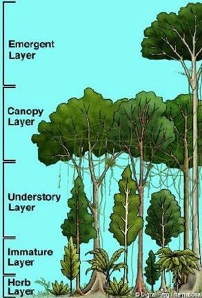 A vegetação do sub-bosque consiste numa mistura de mudas e plantas jovens de árvores do dossel, juntamente com arbustos do sub-bosque e ervas.