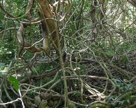 São, portanto, plantas de porte médio. Ainda, além do menor porte, podem exibir ramos desde junto ao solo.