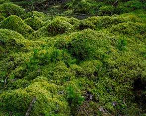 Epífitas: São tipos de vegetais que não enraízam no solo, fixam-se em outras árvores ou em objetos elevados; rochas; telhas; construções; etc.