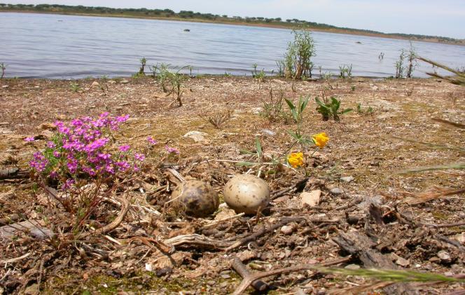 A B C A- À luz de uma nova história Arqueologia nos novos caminhos da água ; B- Sob a terra e as águas 20 anos de Arqueologia entre Guadiana e Sado ; C- Moinhos do Guadiana A