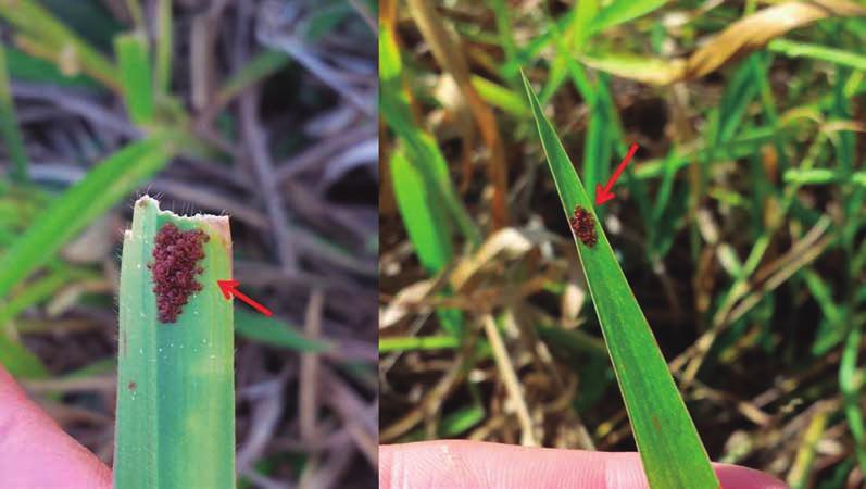 porque estão susceptíveis a inimigos naturais, como formigas, algumas espécies de aves, entre outros.