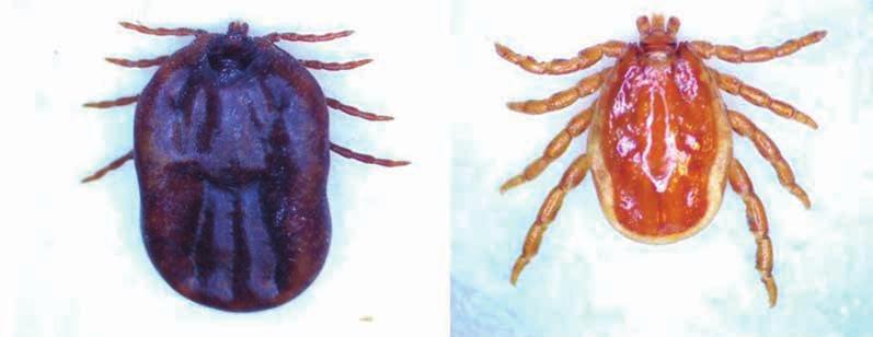 Carrapatos em cavalos: Amblyomma sculptum e Dermacentor nitens Capítulo 2 35 A b Figura 10. Dermacentor nitens adultos. A - Fêmea parcialmente ingurgitada. B - Macho.