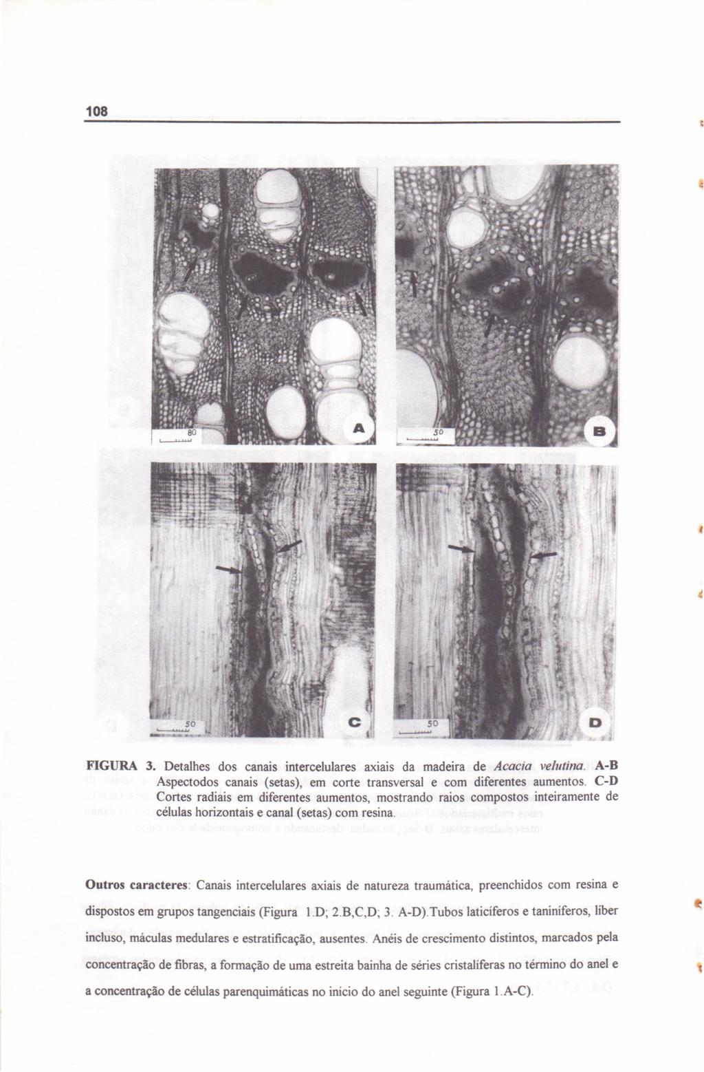 108 FIGURA 3. Detalhes dos canais intercelulares axiais da madeira de Acacia velutina. A-H Aspectodos canais (setas), em corte transversal e com diferentes aumentos.