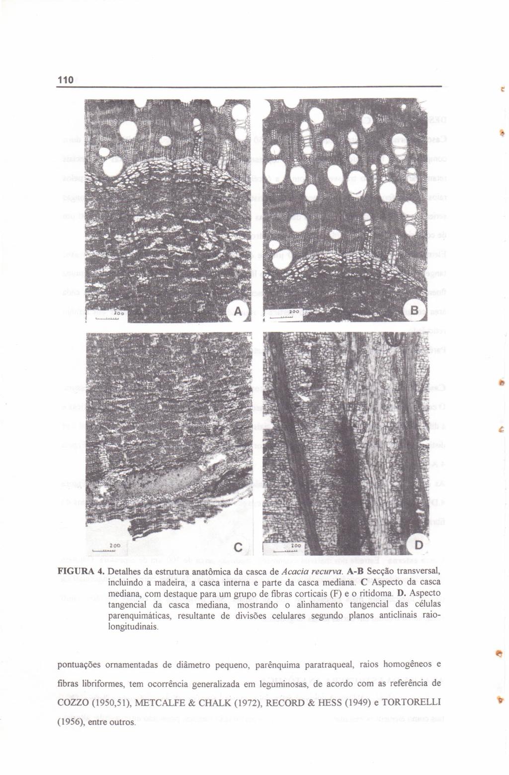 FIGURA 4. Detalhes da estrutura anatõmica da casca de Acacia recurva. A-B Secção transversal, incluindo a madeira, a casca interna e parte da casca mediana.
