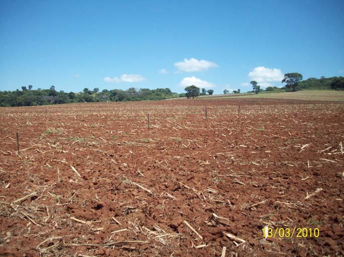 Figura 2. Situação da área no dia da semeadura das plantas de cobertura (13 de março de 2010).