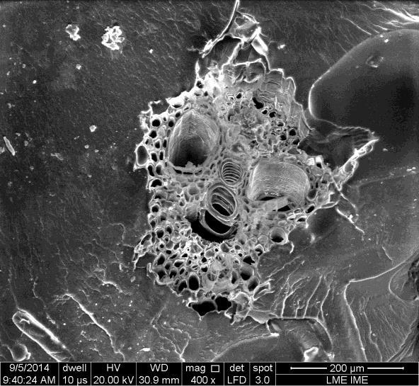 3897 (a) (b) (c) Figura 3. Micrografia da região da fratura por flexão estática obtida por MEV da resina poliéster (a) e dos compósitos com adição de 10 (b), 20 (c) e 30% (d) em volume. 400x.