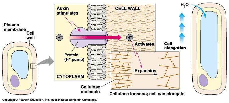AUXINAS: AÇÃO NO CRESCIMENTO A auxina ativa bombas de prótons que acidificam a parede celular Em ph ácido, atuam