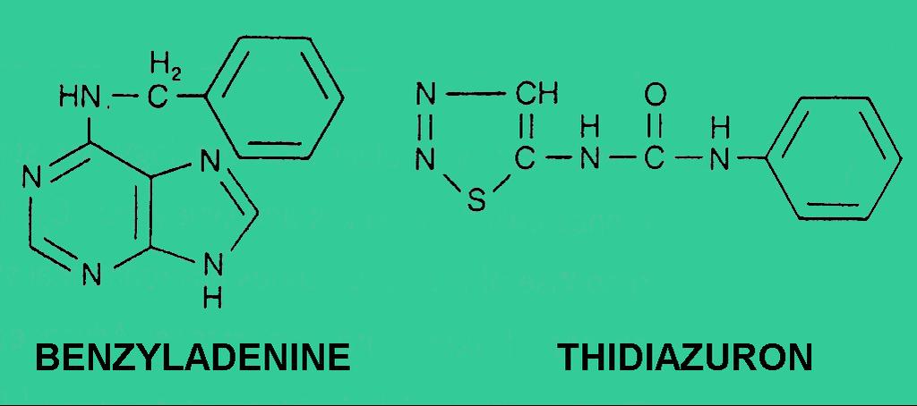 CITOCININAS: ANÁLOGOS SINTÉTICOS O thidiazuron (TDZ), que é uma Feniluréia, muito utilizado em fruticultura para estimular o aumento do