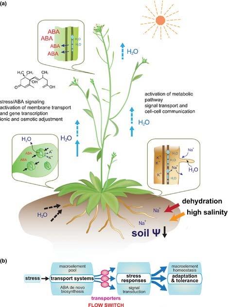 ABA control of plant macroelement membrane transport systems in response to water deficit