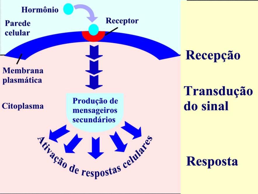 Mas do que dependem os efeitos dos hormônios? 2) estágio de desenvolvimento; 3) sensibilidade diferencial Figura: Amplificação do sinal hormonal que ativa respostas celulares.