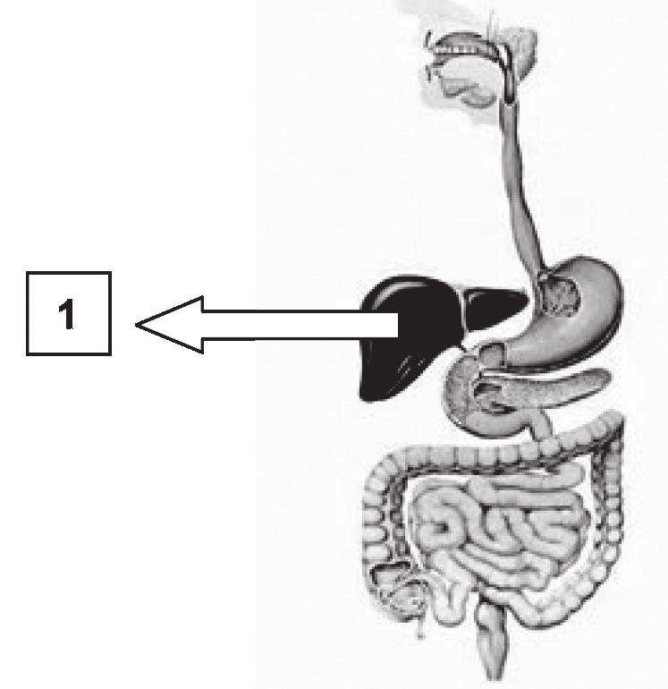 (N090718E4) Observe abaixo a representação de um dos sistemas do corpo humano. 09 Disponível em: <http://www.brasilescola.com/biologia/sistemadigestivo.htmm>. Acesso em: 16 abr. 2013.