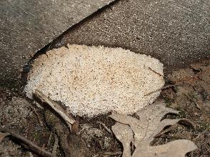 Apesar de tudo, a Região da Beira Interior dispôs de cogumelos comestíveis, em maior ou menor quantidade,