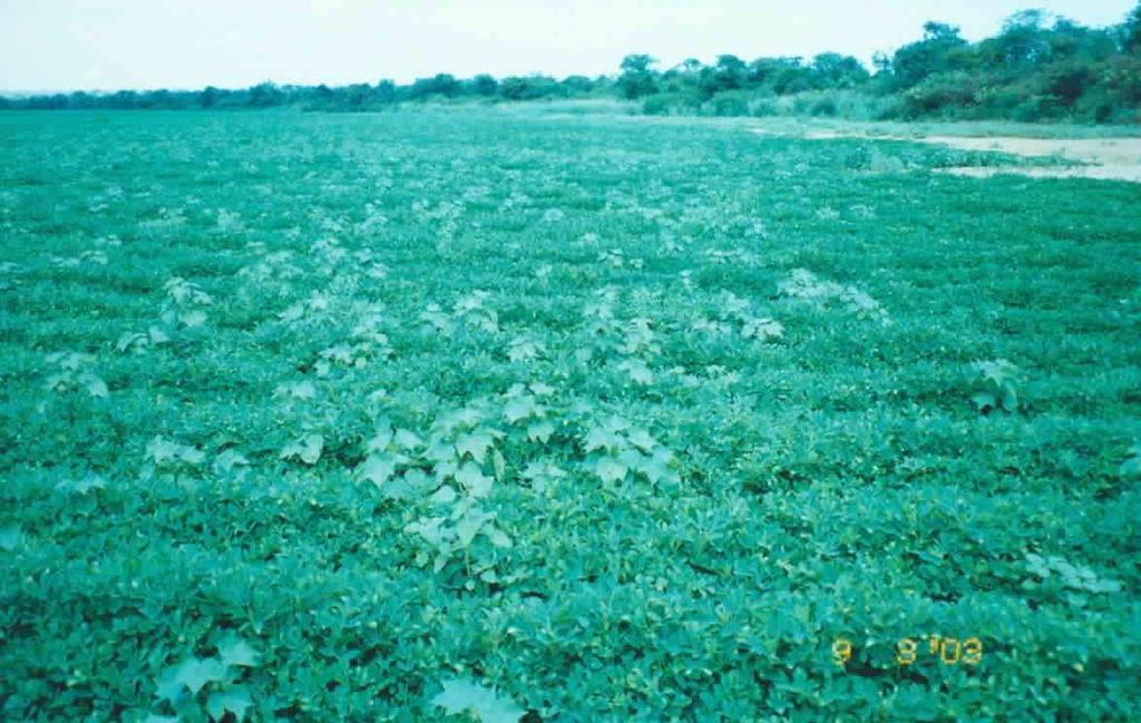 braquiárias, colonião, aveia branca, aveia preta, centeio, milheto e sorgo (inverno) A