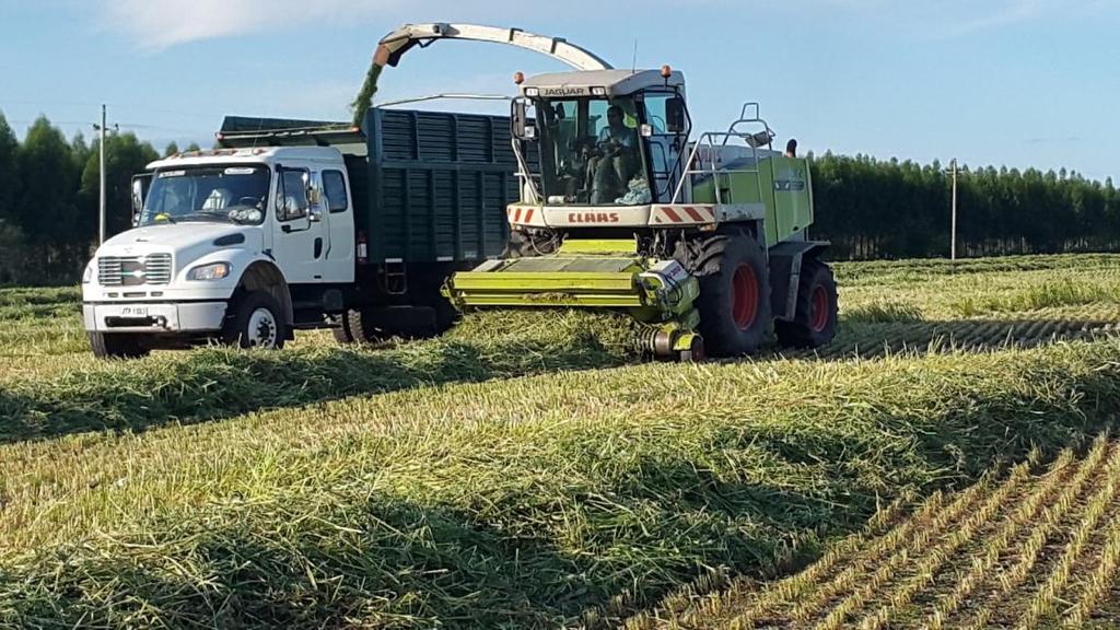 Aveia URS Brava silagem de planta inteira Plantio: 30 de maio