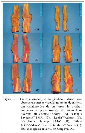 - A combinação Clapp s Favourite / EMA (B) apresentou incompatibilidade do tipo localizada pela descontinuidade vascular na região de união do