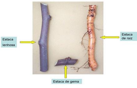 A - estaquia.. baseada na capacidade de regeneração dos tecidos e emissão de raízes.