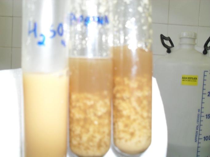 Linhagens de leveduras floculantes podem causar vários prejuízos para fermentações industriais com células recicláveis por centrifugação.