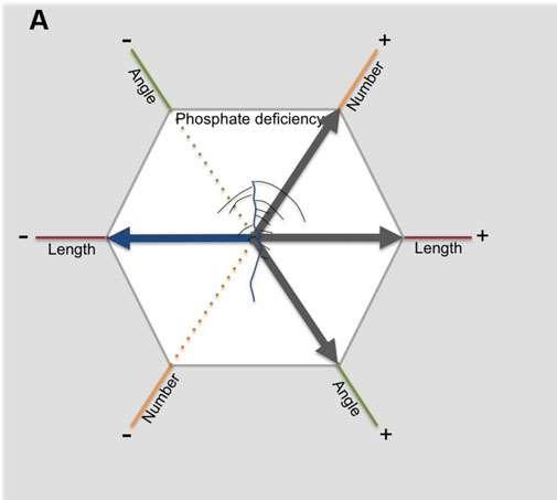 ASR responde a estresse abiótico: deficiência de fósforo (dicot) Koevoets et al.