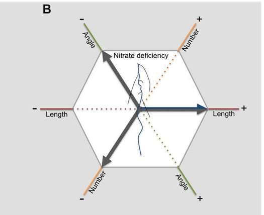 ASR responde a estresse abiótico: deficiência de nitrato (dicot) Koevoets et al.