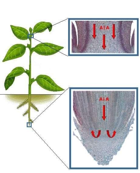 Citocininas Auxinas Fluxo de auxinas :