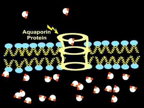 Aquaporinas: PIPs (membrana
