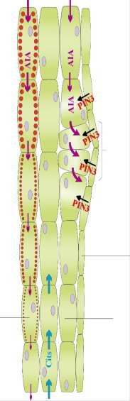 protoxilema em diferenciação