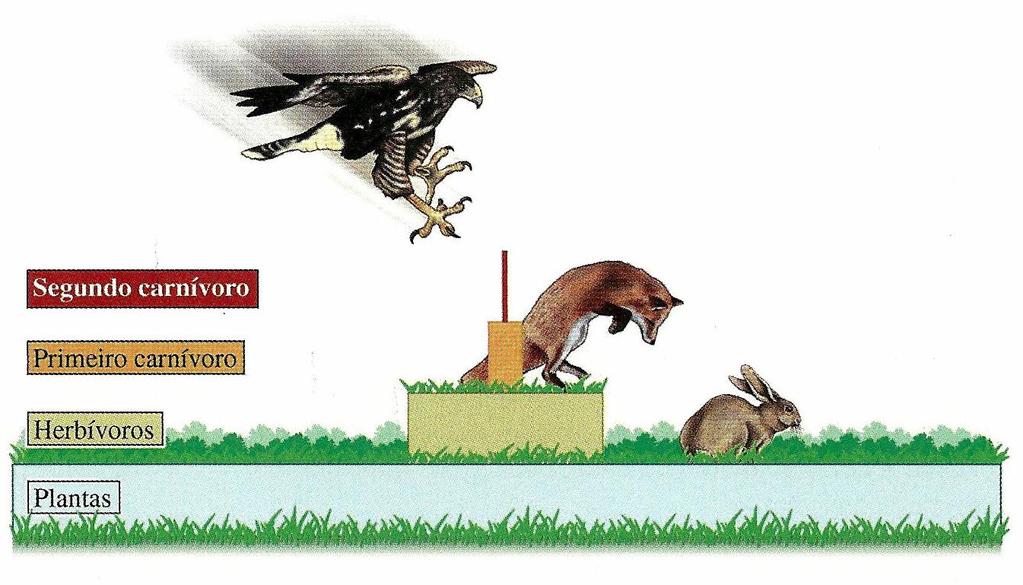 Pirâmide clássica de energia de Lindeman: A largura de cada barra representa o quantidade de energia num dado nível trófico do