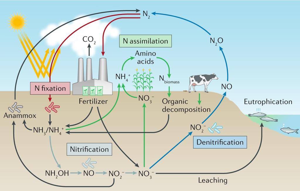 OXidation (oxidação