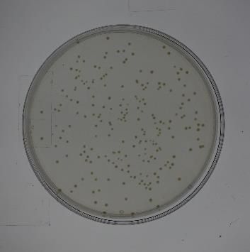 Bactérias