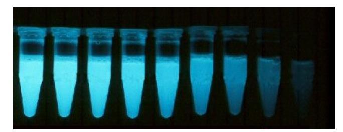 Bactérias que avaliam a toxicidade de águas residuais Alta sensibilidade numa ampla variedade de substâncias tóxicas http://www.abdn.ac.uk/ims/profiles/l.a.glover Aumento da Toxicidade Menos luz