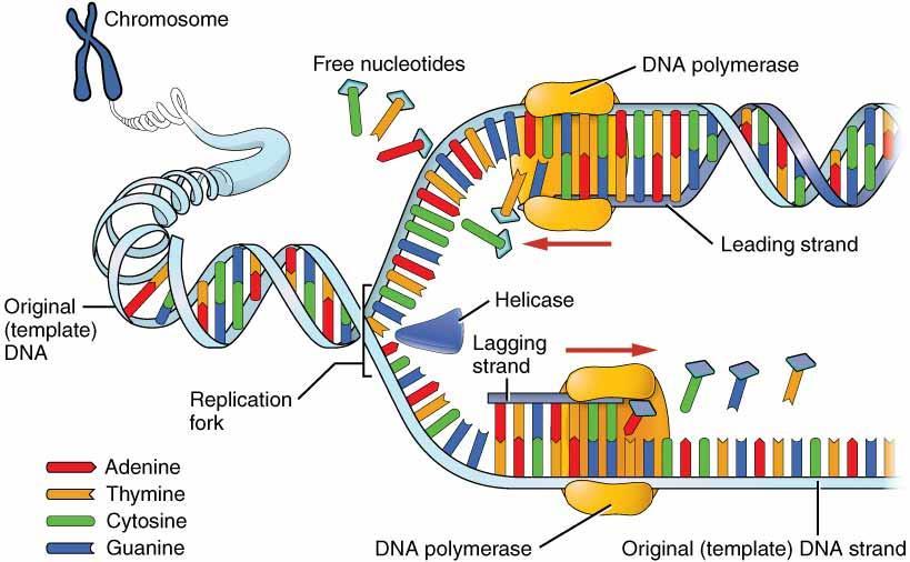 Duplicação/Replicação Síntese de novas moléculas de DNA Participação das enzimas: Helicase: rompe as ligações de hidrogênio DNA Polimerase: