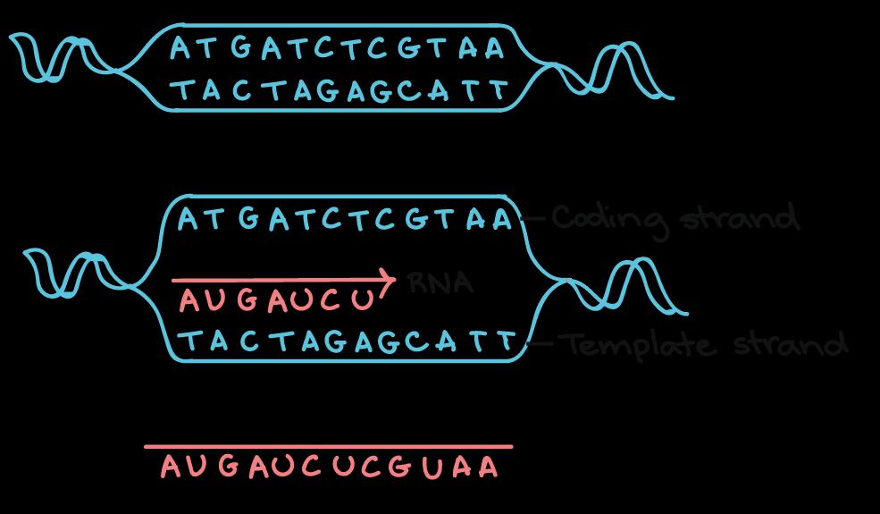 Transcrição Síntese do RNA m a partir do filamento molde (3 5 ) do DNA