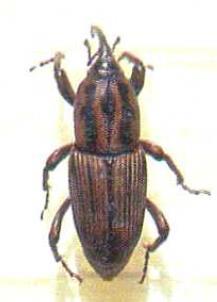 Bicudo-da- Sphenophorus