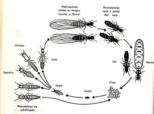 inoculativa Ação do