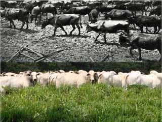 zebuínos) para substituir o gado curraleiro, de chifres longos e de baixo rendimento de