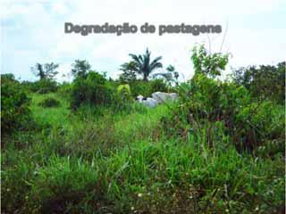 Degradação de pastagens SÍNDROME DA MORTE DO BRAQUIARÃO Está presente em todas as regiões do Brasil Causa importante de degradação de pastagens em diversos locais das regiões Norte e