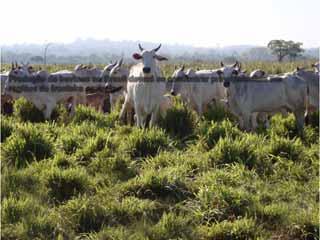 Mudança no modelo de produção animal a pasto no Brasil A luz no fim do túnel para a produção animal em pastagens no Brasil Produção de bovinos no Brasil deverá se concentrar principalmente em regiões