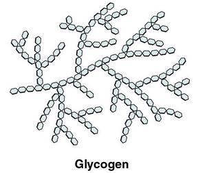 2.2 Polissacarídeos b) Glicogênio