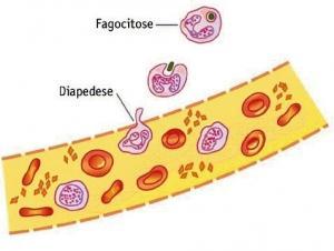 2.2 Polissacarídeos f) Heparina Anticoagulante; Basófilos (sangue) e