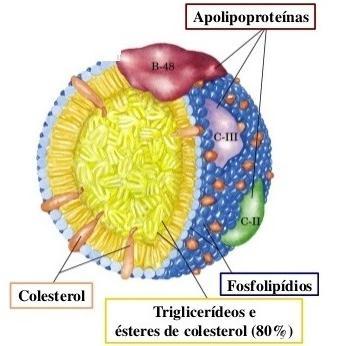 Colesterol Quilomícron São complexos esféricos cujos componentes internos são os triglicérides e o colesterol livre ou ligados a ácidos graxos e a parte externa é formada pelos fosfolípides e certas