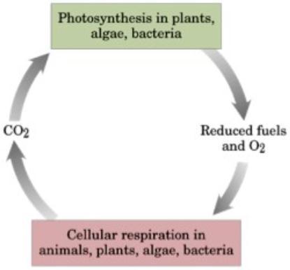 4. Composição Química dos Seres Vivos Metabolismo: É a soma de todas as transformações químicas que ocorrem em uma célula ou um organismo, ocorrendo em uma série de reações catalisadas por enzimas,