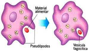 Página 4 de 7 - esse movimento envolve a formação de estruturas chamadas pseudópodos. - função: englobar partículas do meio (endocitose).