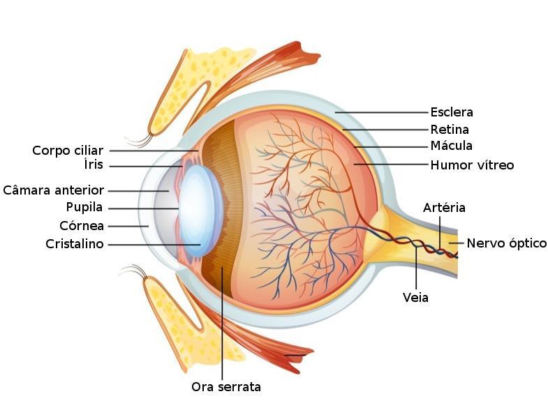 CAPÍTULO 2. FUNDAMENTAÇÃO TEÓRICA Figura 2.1: Ilustração da anatomia do olho humano. Olho humano, com várias estruturas anatómicas representadas. Retirado de [28]. 2.1.1 Camadas do olho O olho compõe-se de três camadas: externa, intermédia e interna.
