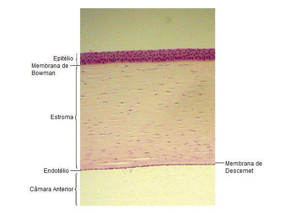 CAPÍTULO 2. FUNDAMENTAÇÃO TEÓRICA Figura 2.2: Camadas da Córnea. As várias camadas da córnea, começando no epitélio e terminando no endotélio, que faz fronteira com a câmara anterior.