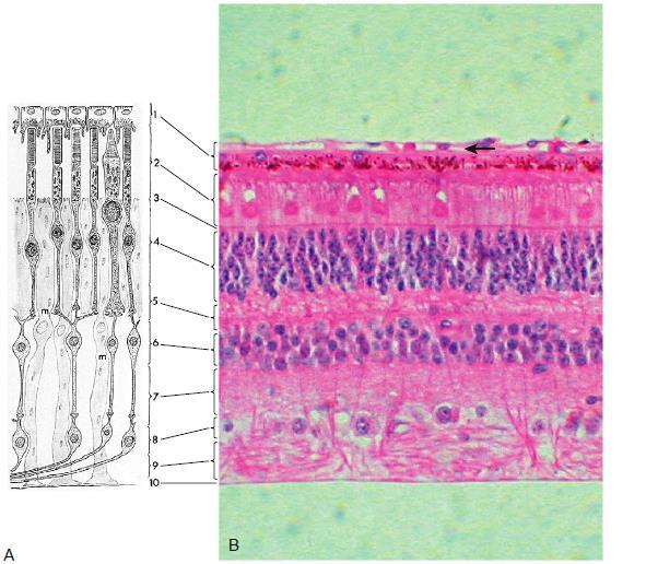 CAPÍTULO 2. FUNDAMENTAÇÃO TEÓRICA Figura 2.3: Camadas da retina. A, Ilustração das camadas da retina.