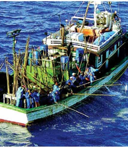 (b). Fonte: FAO (2002) e MPA (2013). A isca viva utilizada nas pescarias brasileiras são, preferencialmente, exemplares juvenis da sardinha-verdadeira Sardinella brasiliensis.