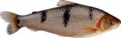 (2003) apontam como importantes em outros ambientes aquáticos são: L. fasciatus, L. elongatus (Bacia do Rio São Francisco e do Paraná) e L. obtusidens (Bacia do Paraná), entre outros.